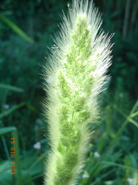 lungo il canale 5 - Polypogon monspeliensis